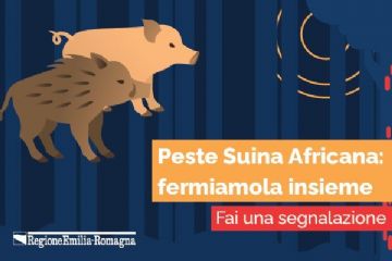 Peste Suina Africana: precauzioni, misure e obblighi