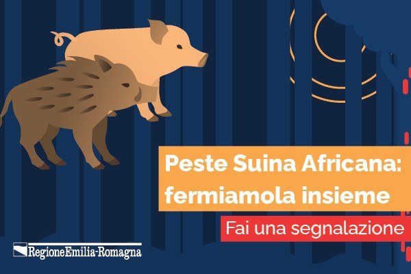 Peste Suina Africana: precauzioni, misure e obblighi