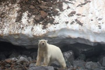 Beringia, Giancarlo Marconi presenta il suo libro